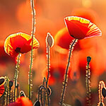 Nationalblume Albanien