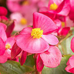 Nationalblume Begonnien