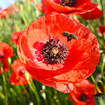 Nationalblume Belgien
