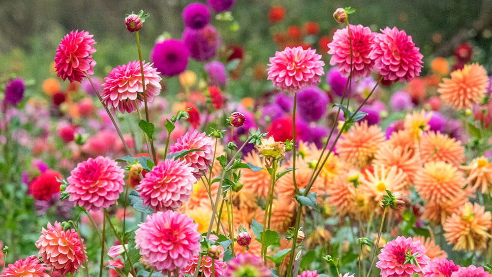 Blumen