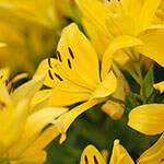Nationalblume Bosnien Herzegowina
