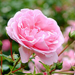 Nationalblume Bulgarien