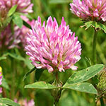 Nationalblume Rotklee