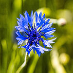Nationalblume Kornblume