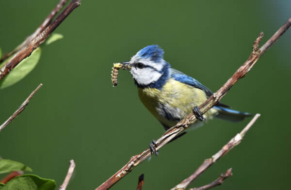 Vogel mit Beute