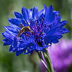 Nationalblume Estland