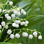 Nationalblume Finnland