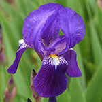 Nationalblume Frankreich