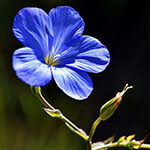 Nationalblume Belarus
