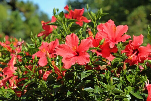Roter Chinesischer Hibiskus