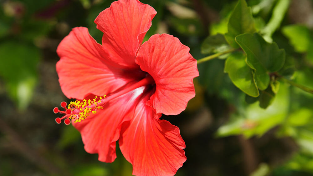 roter Hibiskus