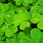 Nationalblume Irland
