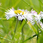 Nationalblume Italien