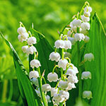 Nationalblume Italien