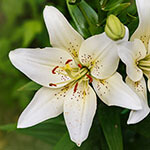 Nationalblume Italien