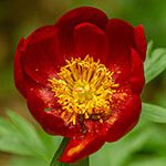 Nationalblume Kosovo
