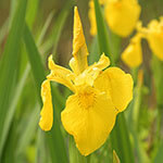 Nationalblume Kroatien