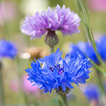 Nationalblume Lettland