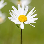 Nationalblume Lettland