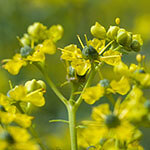 Nationalblume Litauen