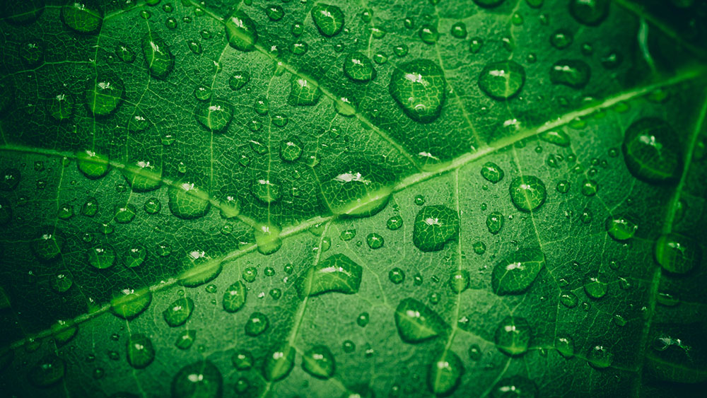 Wassertropfen auf Blatt