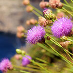 Nationalblume Malta
