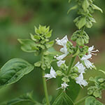 Nationalblume Moldau