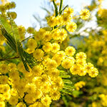 Nationalblume Montenegro