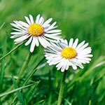 Nationalblume Niederlande