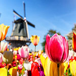 Nationalblume Niederlande