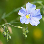 Nationalblume Nordirland