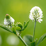 Nationalblume Norwegen