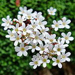 Nationalblume Norwegen