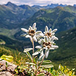 Nationalblume Österreich