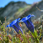 Nationalblume Österreich