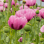 Nationalblume Polen