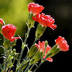 Nationalblume Portugal