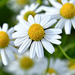 Nationalblume Russland