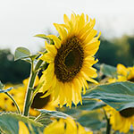 Nationalblume Russland
