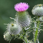 Nationalblume Schottland