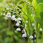 Nationalblume Schweden