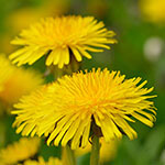 Nationalblume Schweden
