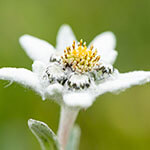 Nationalblume Schweiz