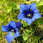 Nationalblume Schweiz