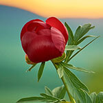 Nationalblume Serbien