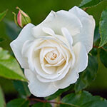 Nationalblume Slowakei