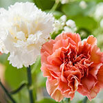 Nationalblume Slowenien