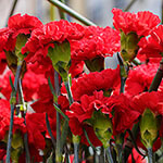 Nationalblume Spanien