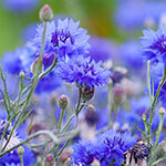 Nationalblume Tschechien