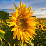 Nationalblume Ukraine